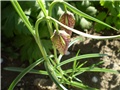 kockacica